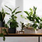 How to Use Different Plants for Vastu Benefits