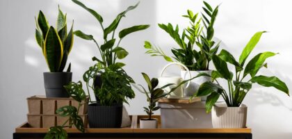How to Use Different Plants for Vastu Benefits