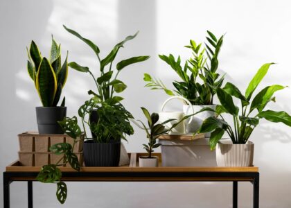 How to Use Different Plants for Vastu Benefits